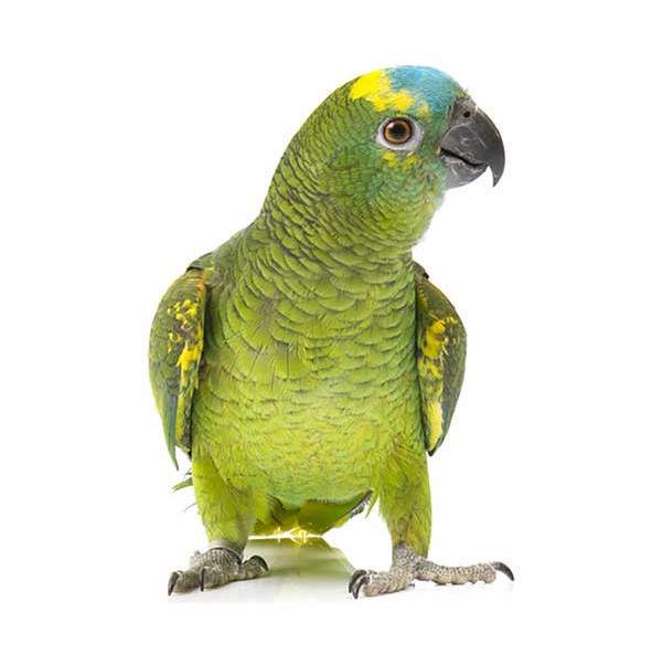 koppeling Geld lenende Begrafenis blauwvoorhoofd amazone papegaai I Nu bij de Specialist I Lorre & Co
